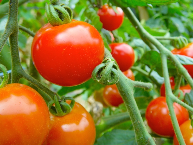 家庭菜園 トマトの栽培方法