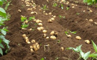 ジャガイモの作り方 ジャガイモの後には何を植える 家庭菜園で栽培 野菜の簡単な作り方
